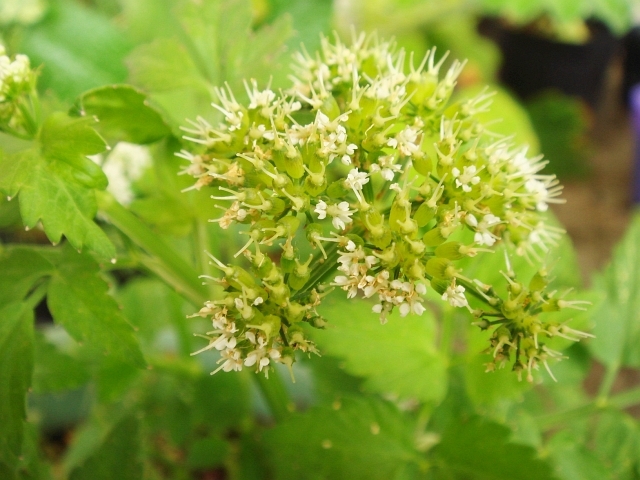 セリの種 成熟中 Kochan S ベランダ菜園blog マンションガーデニング 家庭菜園 仙台グルメ キャンペーン情報等