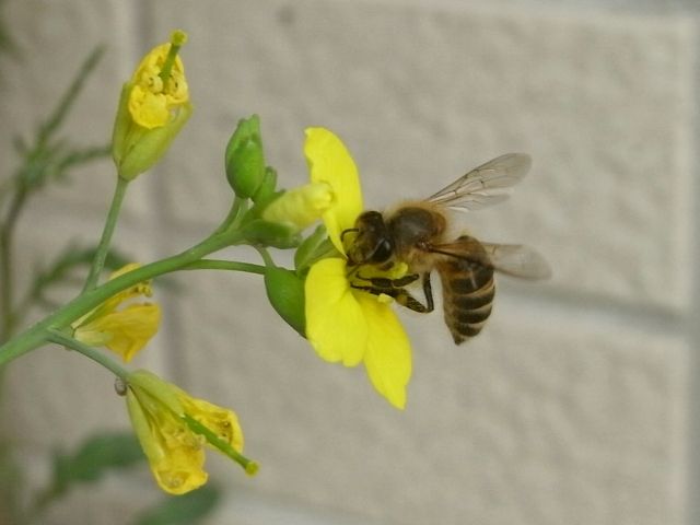 R0028247_セルバチコの花にミツバチ_20101016