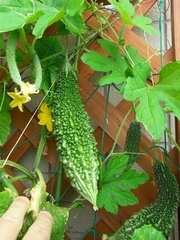 R0020316_ゴーヤとキュウリの幼果_20090821