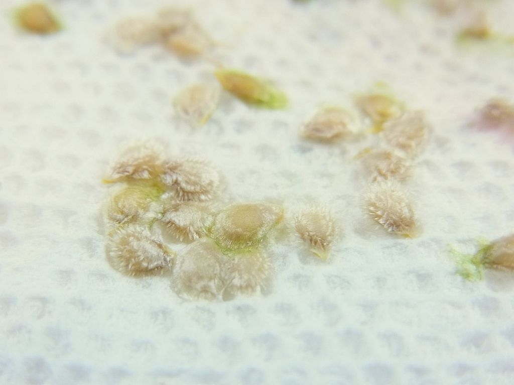 R0057307_ミニトマト採種_20130713