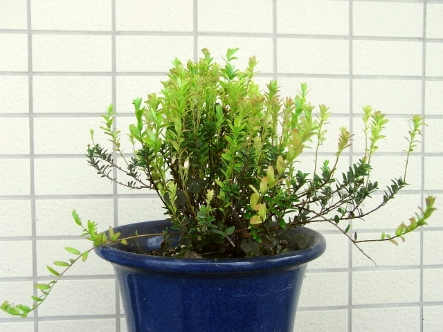 クランベリーのつぼみを発見 Kochan S ベランダ菜園blog マンションガーデニング 家庭菜園 仙台グルメ キャンペーン情報等