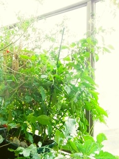 R0058085_万願寺唐辛子_20130908