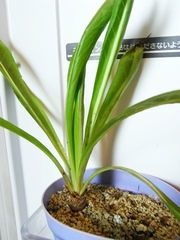 R0020795_��������¢����ڼ����ݼ¸�_20090912