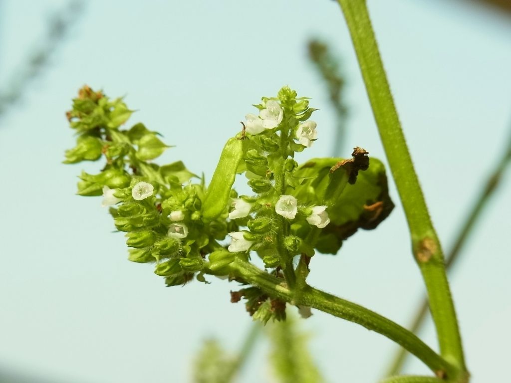 シソにミナミアオカメムシ Kochan S ベランダ菜園blog マンションガーデニング 家庭菜園 仙台グルメ キャンペーン情報等