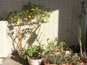 R0013756_����ƥåɥ���˥�����ڤ��ᤷ��