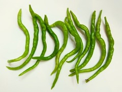 R0044339_ひもとうがらし収穫_20110802