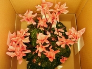 R0013095_����Ȭ�ź餭�ߥ˥���������