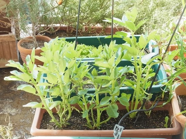 空豆 ソラマメ の花 Kochan S ベランダ菜園blog マンションガーデニング 家庭菜園 仙台グルメ キャンペーン情報等 空豆 ソラマメ の花 Kochan S ベランダ菜園blog マンションガーデニング 家庭菜園 仙台グルメ キャンペーン情報等