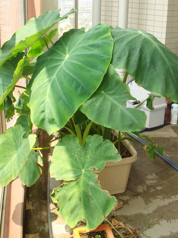 里芋の葉がさらに巨大化 Kochan S ベランダ菜園blog マンションガーデニング 家庭菜園 仙台グルメ キャンペーン情報等