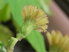 R0010863_ガーデンレタスミックスの花_縮れ赤葉タイプ