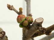 R0015101_ボケのツボミ_20090214