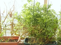 R0045657_�ߥ˥ȥޥ�_20111008