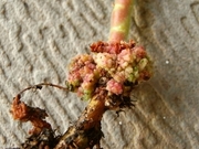 R0013584_�ء�����ʥåĥ���˥���κ����Τ֤Ĥ֤ĤΤ���