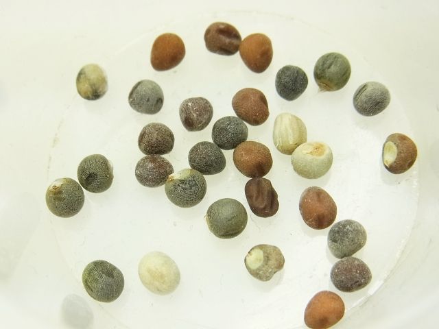 R0056459_自家採種オクラの種_20130601