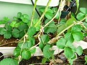 R0020887_�͵��ʤ���_20090912