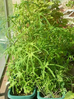 R0062347_¿ʬ֥_20150815