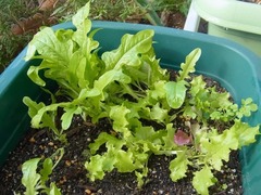 R0046591_レタス_20111126