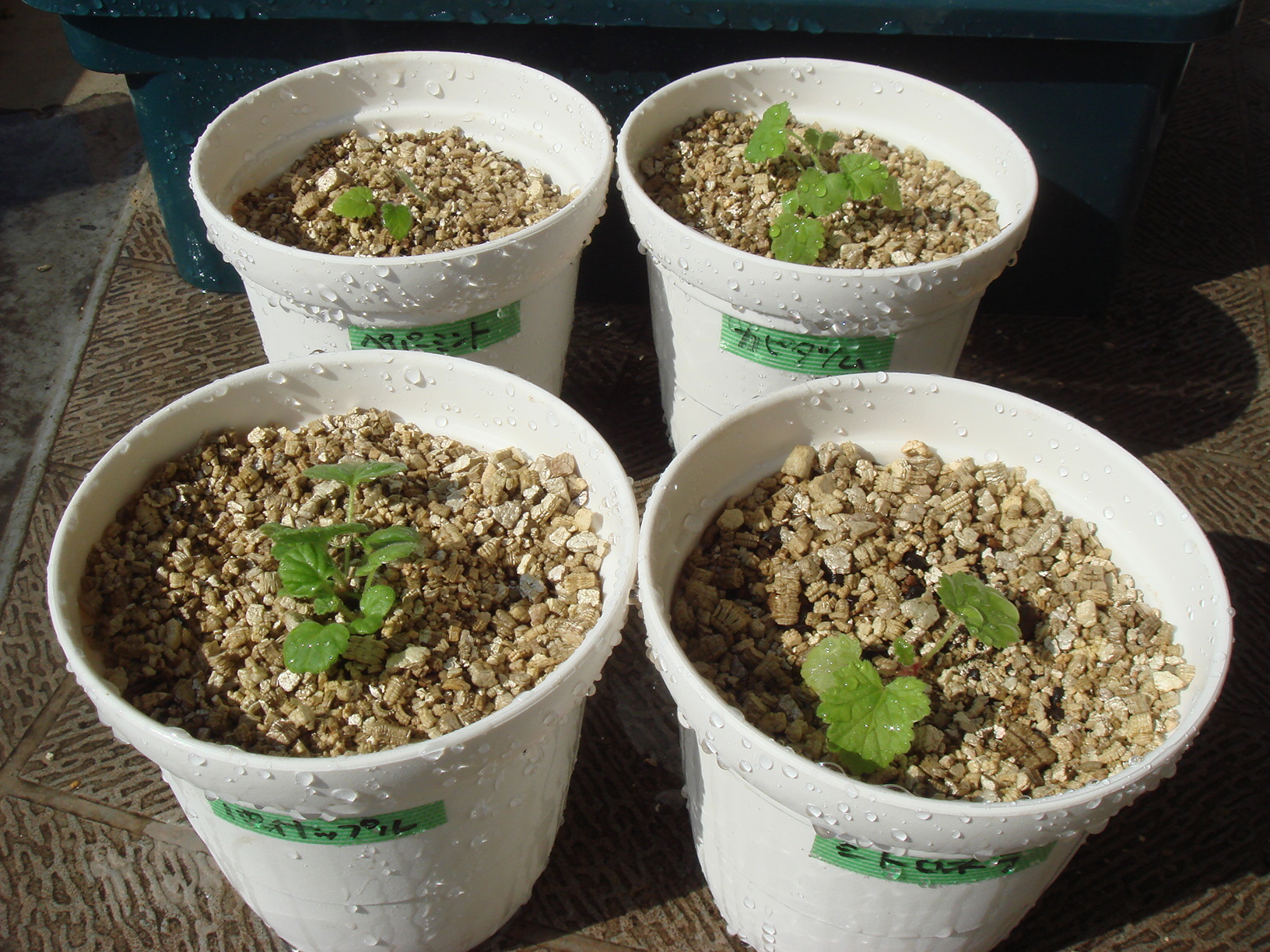 センテッドゼラニウム 植え付け Kochan S ベランダ菜園blog マンションガーデニング 家庭菜園 仙台グルメ キャンペーン情報等