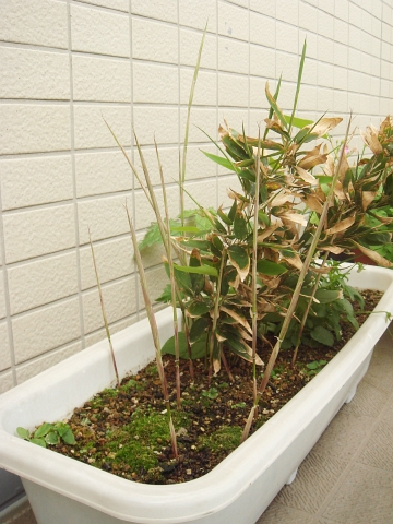 筍 竹の子 タケノコ たけのこ Kochan S ベランダ菜園blog マンションガーデニング 家庭菜園 仙台グルメ キャンペーン情報等