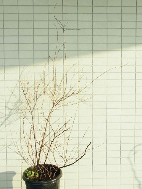 R0059942_一重庭桜_20140309