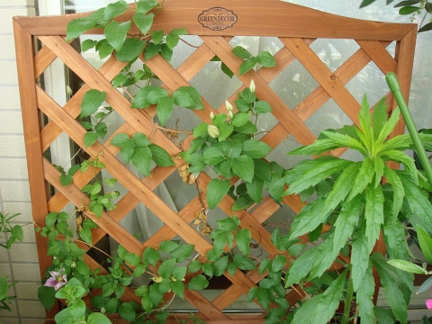 クレマチス ピール 開花 Kochan S ベランダ菜園blog マンションガーデニング 家庭菜園 仙台グルメ キャンペーン情報等 クレマチス ピール 開花 Kochan S ベランダ菜園blog マンションガーデニング 家庭菜園 仙台グルメ キャンペーン情報等