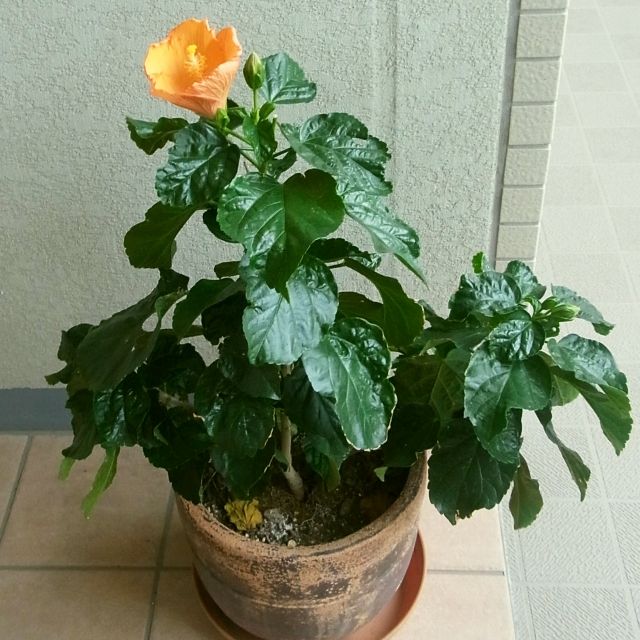 R0046661_ハイビスカス_20111201