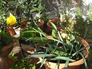 R0016405_���塼��å׺餤����˽��_20090410