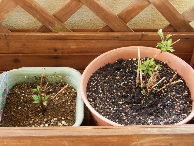 R0054917_クレマチス_20130317