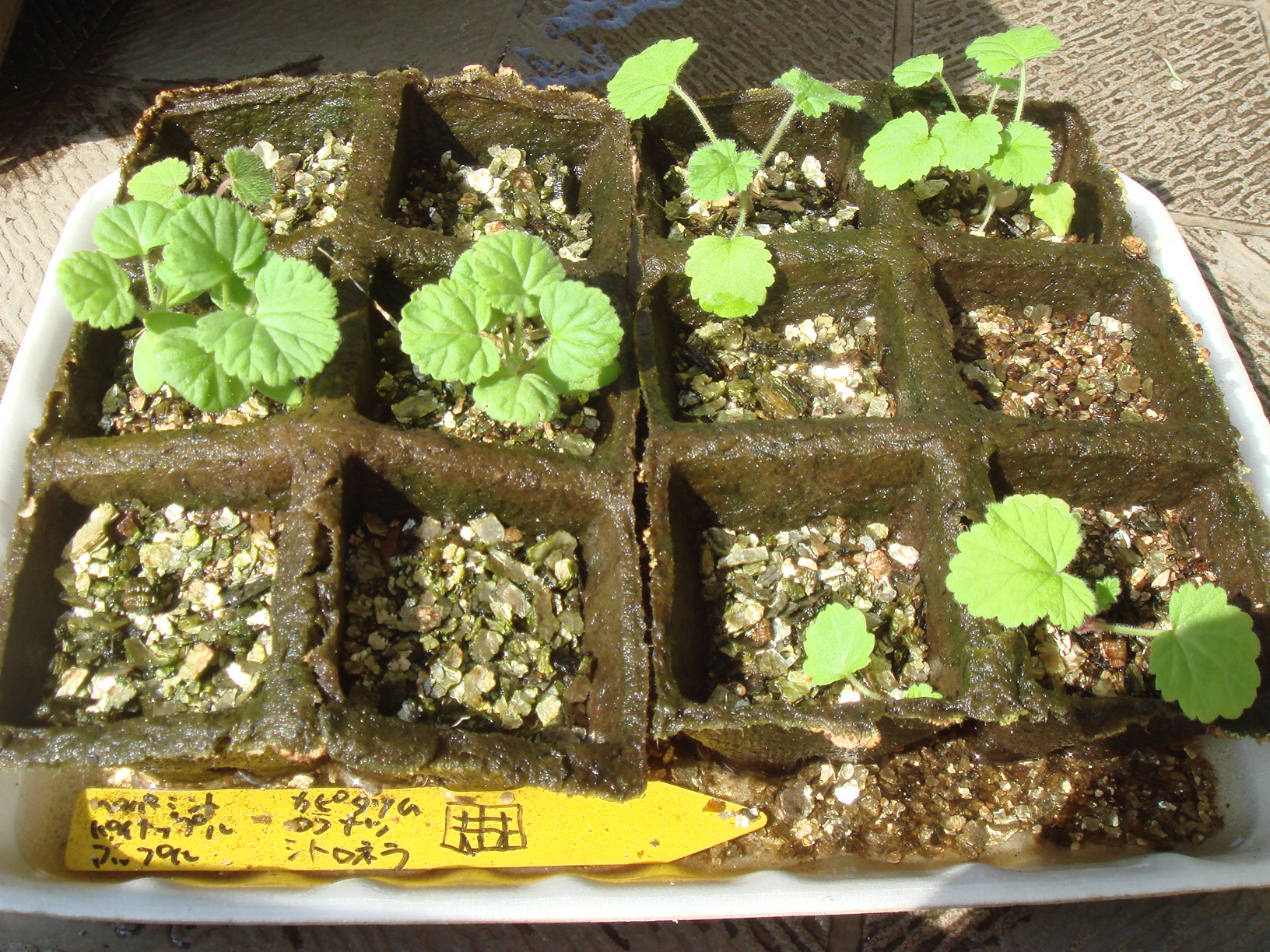 センテッドゼラニウム 植え付け Kochan S ベランダ菜園blog マンションガーデニング 家庭菜園 仙台グルメ キャンペーン情報等