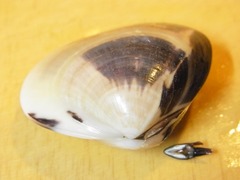 R0052299_�Ϥޤ����ĳ��_20120821