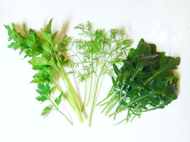 R0028846_こぼれ種野菜三種_20101123