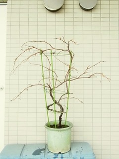 R0060237_�֥ɥ��ǥ饦������������_20140406