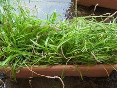 R0050718_����Х��ƥ�_20120623