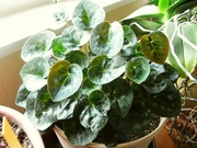 R0023035_��������_20100214