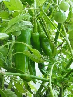 R0058581_万願寺唐辛子の実_20131019