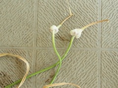 R0050949_ニンニクの花芽の先_20120630