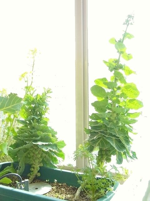 芽キャベツのとう立ち ちび芽キャベツの鉄板焼 Kochan S ベランダ菜園blog マンションガーデニング 家庭菜園 仙台グルメ キャンペーン情報等 芽キャベツのとう立ち ちび芽キャベツの鉄板焼 Kochan S ベランダ菜園blog マンションガーデニング 家庭菜園 仙台グルメ キャンペーン情報等