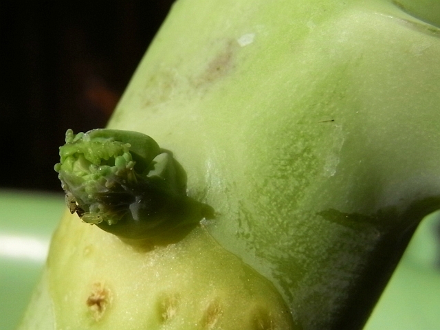 R0021743_芽キャベツ脇芽_20091115