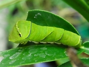 R0020231_アゲハの5齢幼虫か_20090819