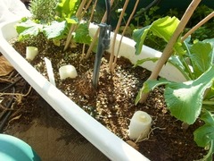 R0041131_再生ネギ_20110329