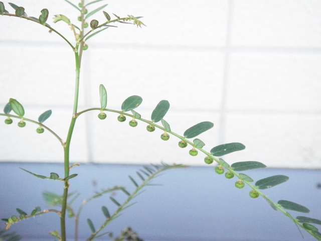 雑草シリーズ No 1 謎の植物 オジギソウのようでお辞儀しない ネムノキ科のようで葉は交互に生える 胞子嚢があるシダのようでもある Kochan S ベランダ菜園blog マンションガーデニング 家庭菜園 仙台グルメ キャンペーン情報等 雑草シリーズ No 1 謎の植物 オジギソウのようでお辞儀しない ネムノキ科のようで葉は交互に生える 胞子嚢があるシダのようでもある Kochan S ベランダ菜園blog マンションガーデニング 家庭菜園 仙台グルメ キャンペーン情報等