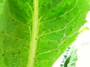 R0019844_チコリに害虫アザミウマ_20090808