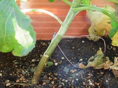 R0054126_�ꥭ��٥�_20121209