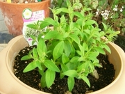 R0025195_�֥ꥨ�å��Ŀ����դ���Ⱦ��_20100522