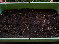 R0054357_子持ち高菜_20130105