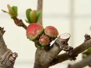 R0015426_ボケのツボミ_20090307