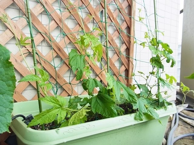 ゴーヤに雌花の花芽 Kochan S ベランダ菜園blog マンションガーデニング 家庭菜園 仙台グルメ キャンペーン情報等