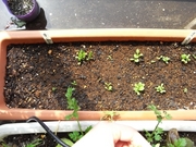 R0016475_�����꤬³��ȯ�ꤷ̩��_20090412