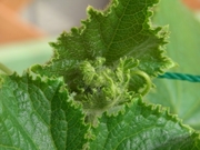R0017298_キュウリの生長点_20090504