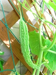 R0026635_ゴーヤの実_20100807